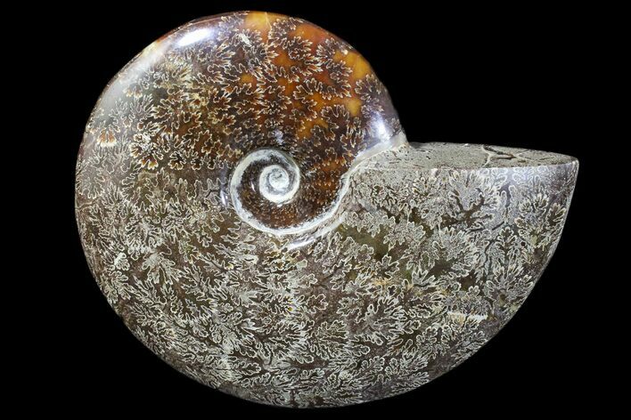 Polished Ammonite Fossil - Madagascar #173175